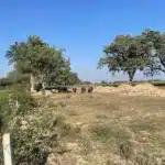 Plots For Sale In Sikathiya Img 9